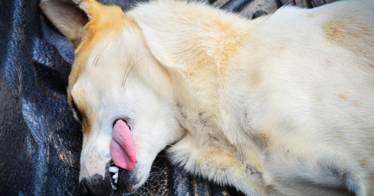 pet20seizures Greenside Animal Hospital