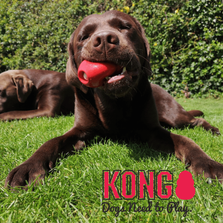 Pet shop Greenside Animal Hospital