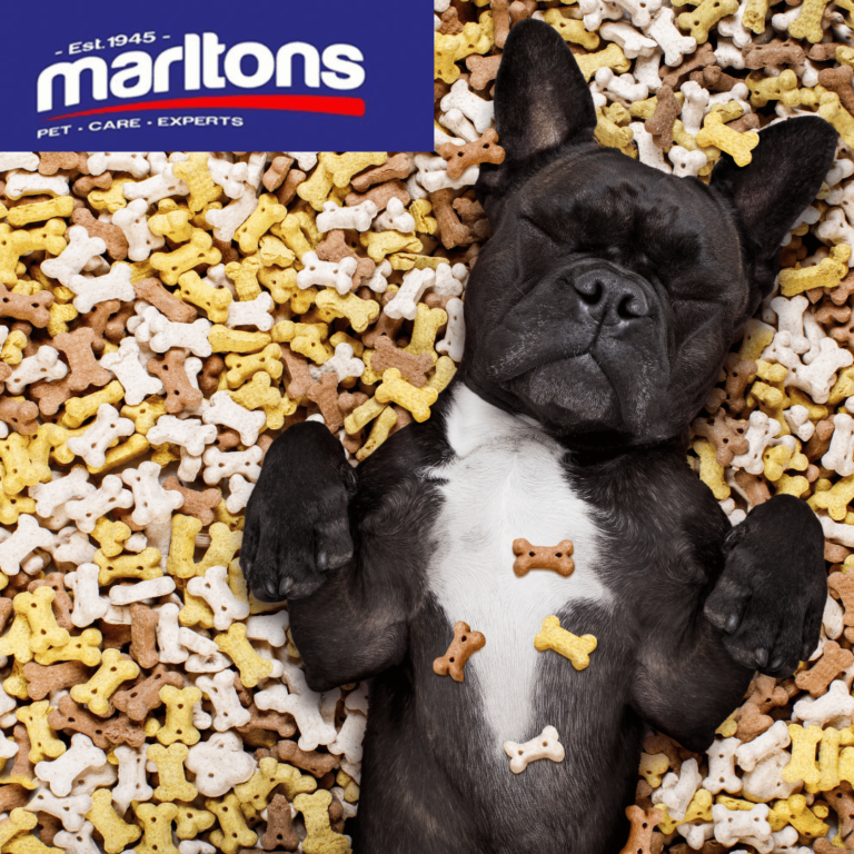 Pet shop Greenside Animal Hospital